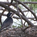 Black-backed Woodpecker (image by Sjoerd Radstaak)