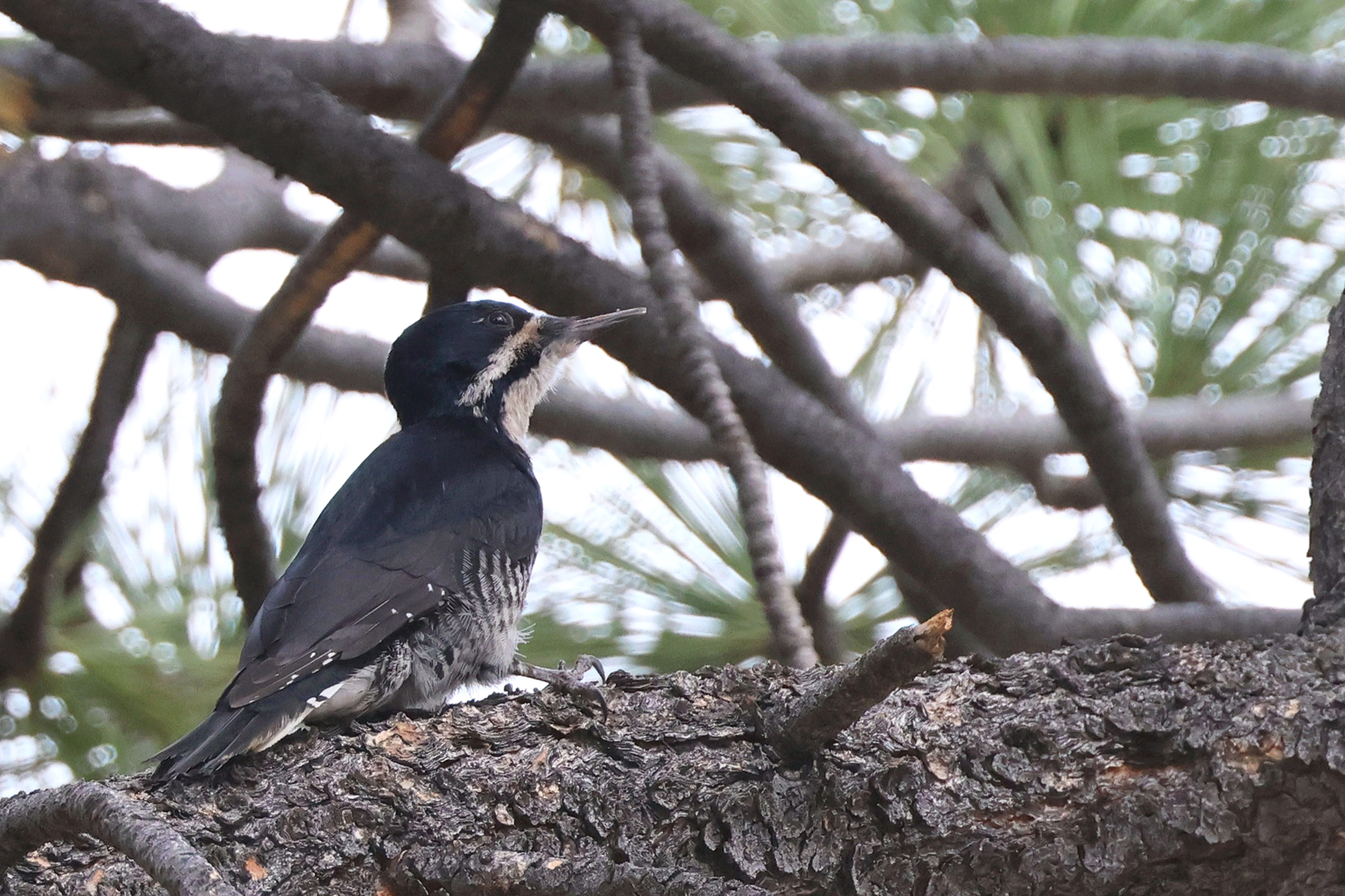 Black-backed Woodpecker (image by Sjoerd Radstaak)