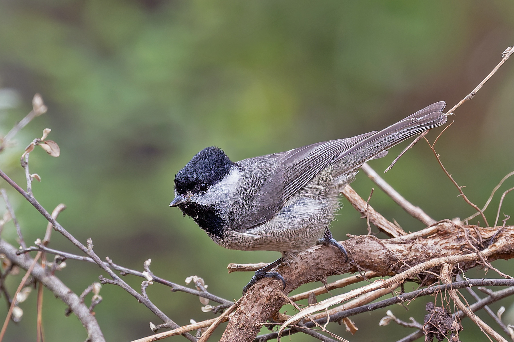 Black-bibbed Tit (image by Pete Morris)