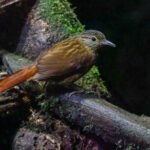 Black-billed Treehunter (image by Antonio Cortizo)