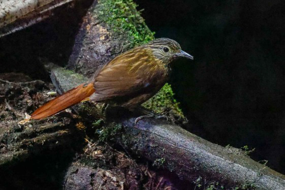 Black-billed Treehunter (image by Antonio Cortizo)
