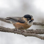 Black-browed Bushtit (image by Pete Morris)