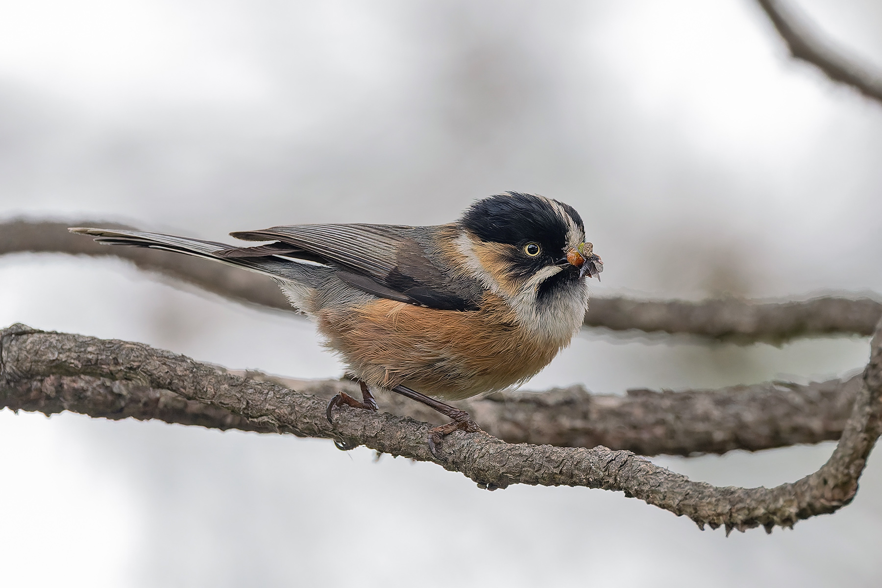 Black-browed Bushtit (image by Pete Morris)