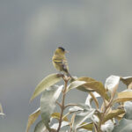 Black-capped Siskin (image by Leo Garrigues)
