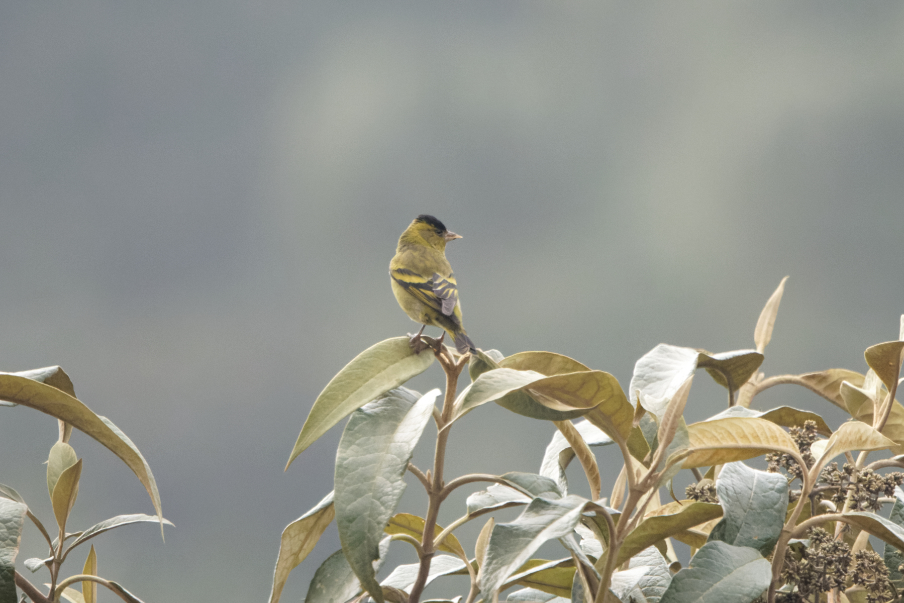 Black-capped Siskin (image by Leo Garrigues)