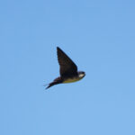 Black-capped Swallow (image by Leo Garrigues)