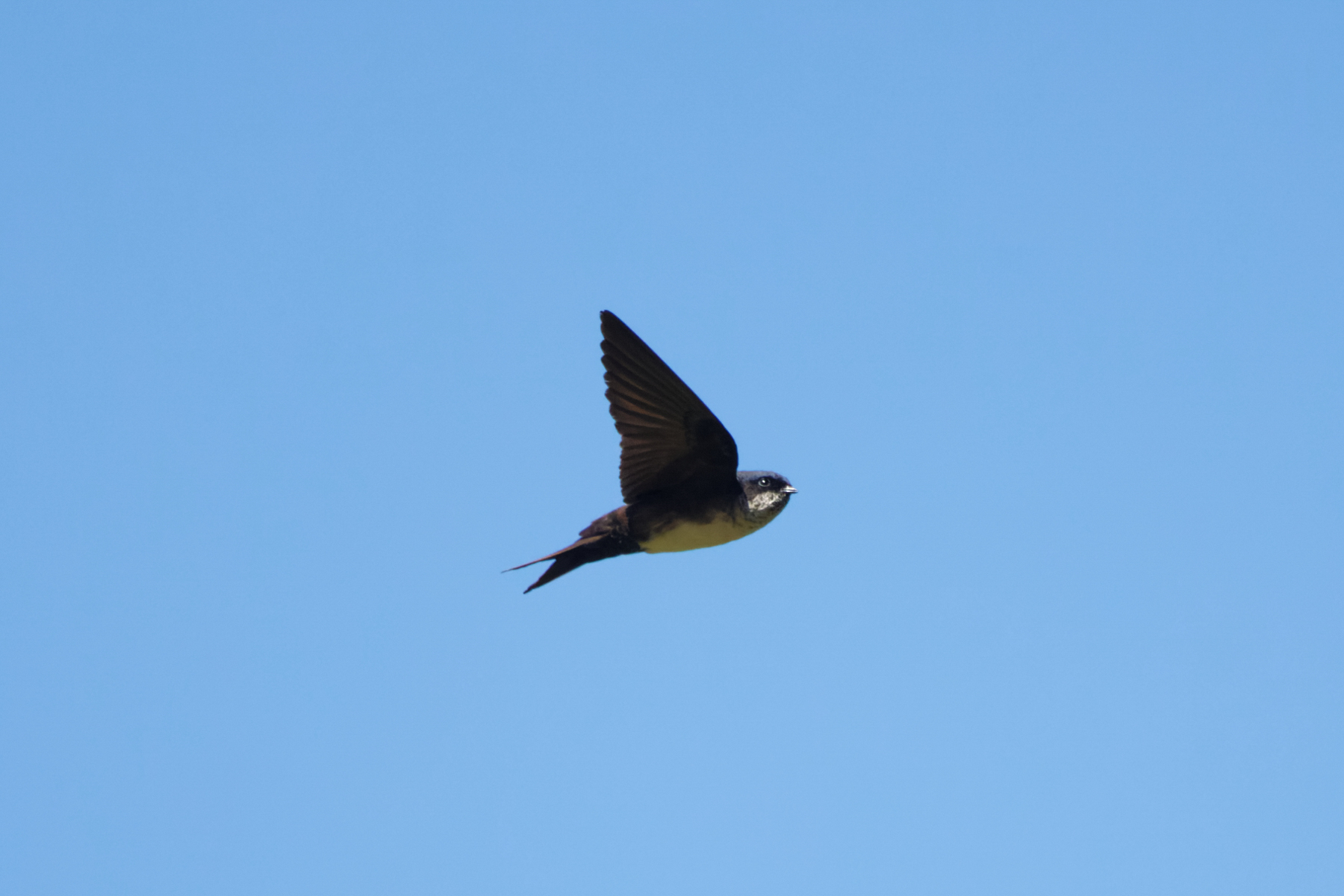 Black-capped Swallow (image by Leo Garrigues)