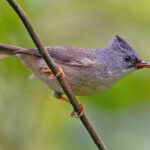 Black-chinned Yuhina (image by Pete Morris)