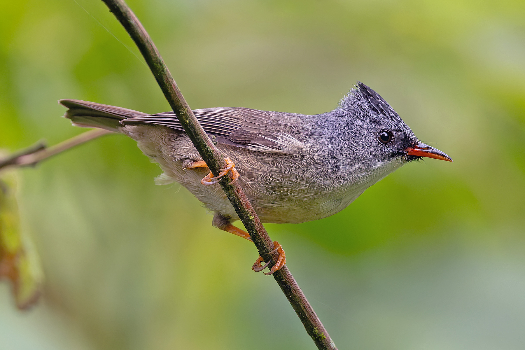 Black-chinned Yuhina (image by Pete Morris)