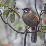 Black-faced Laughingthrush (image by Pete Morris)