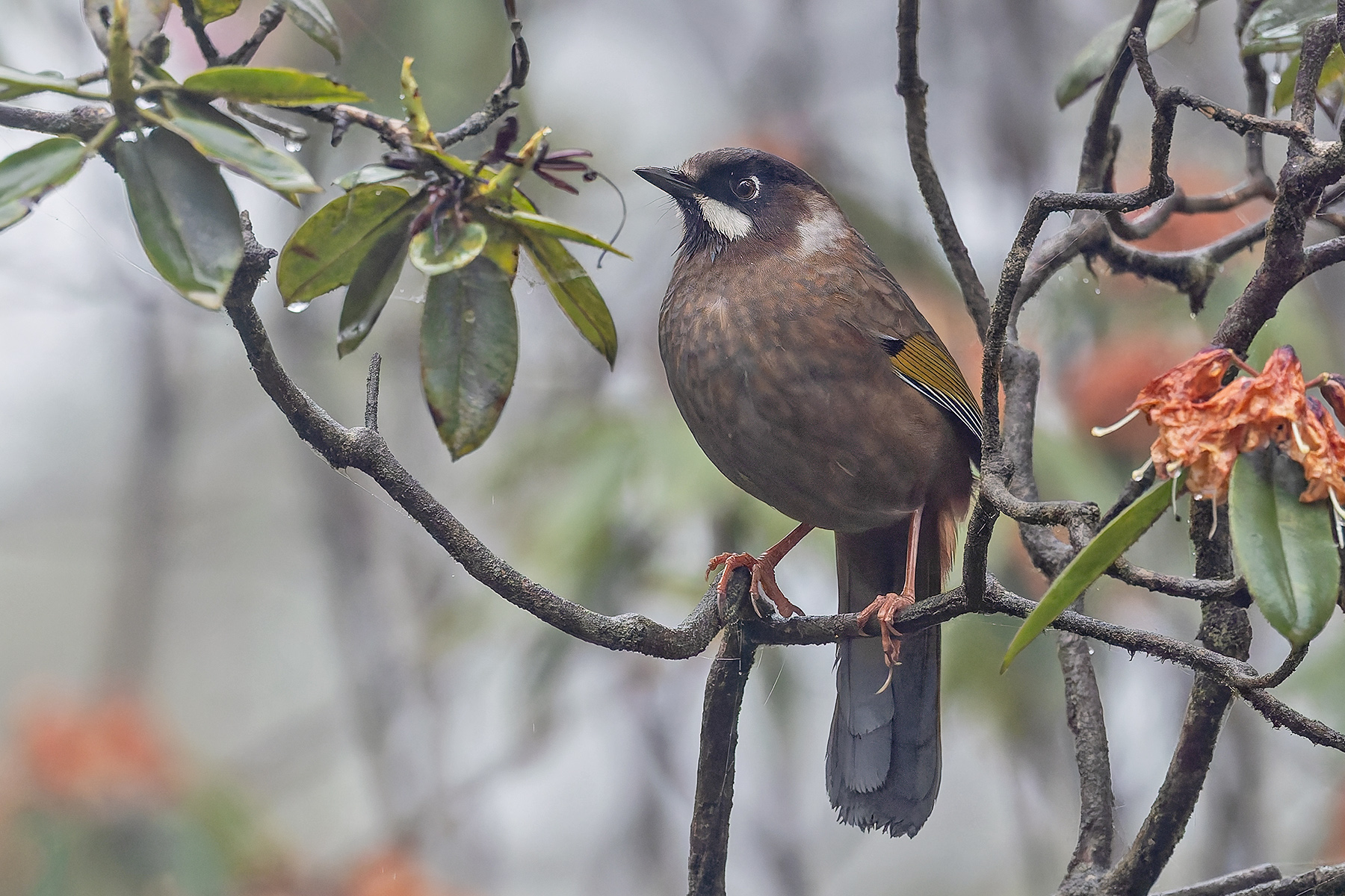 Black-faced Laughingthrush (image by Pete Morris)