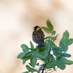 Black-headed Bunting (image by Diedert Koppenol)