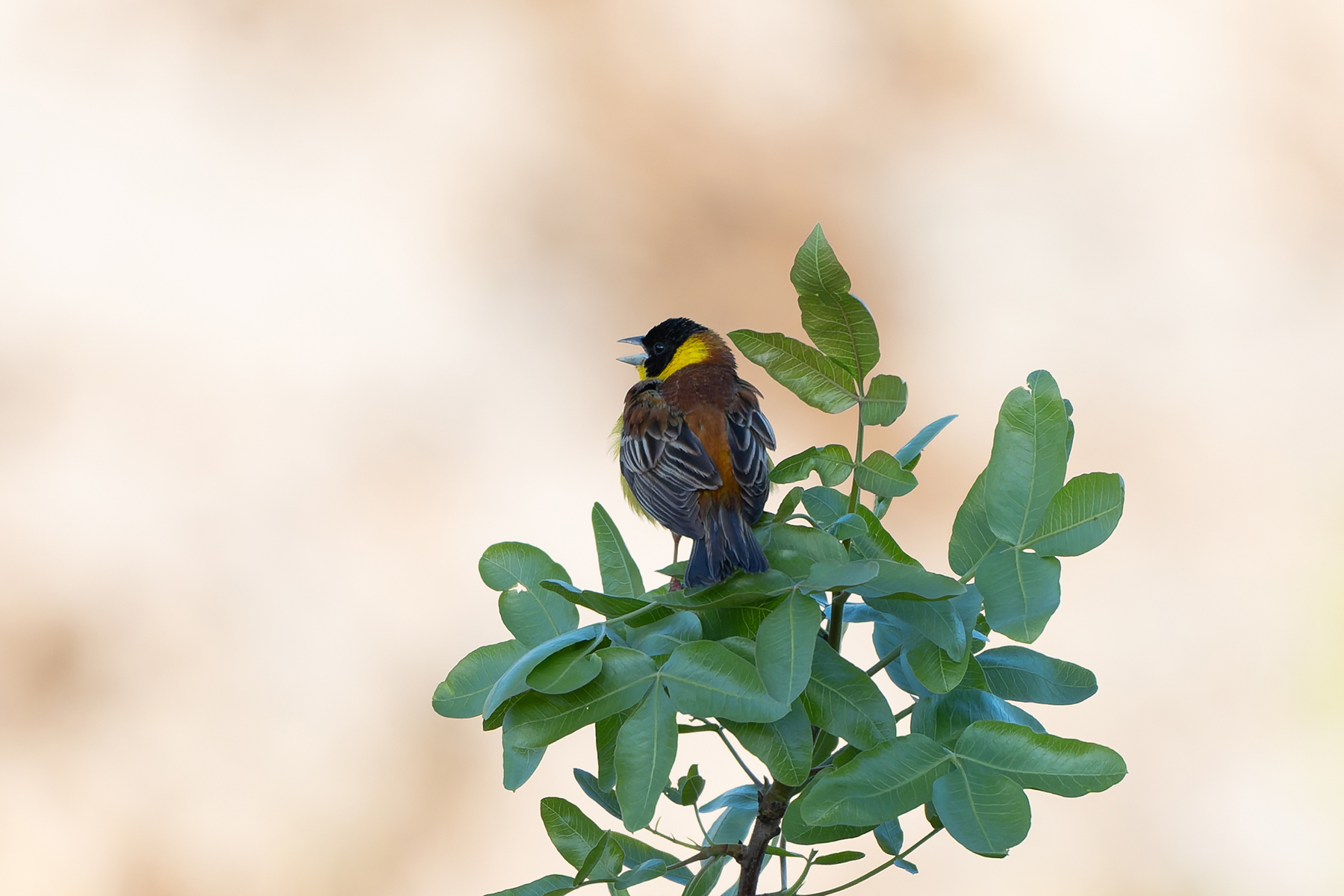 Black-headed Bunting (image by Diedert Koppenol)