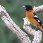 Black-headed Grosbeak (image by Sjoerd Radstaak)