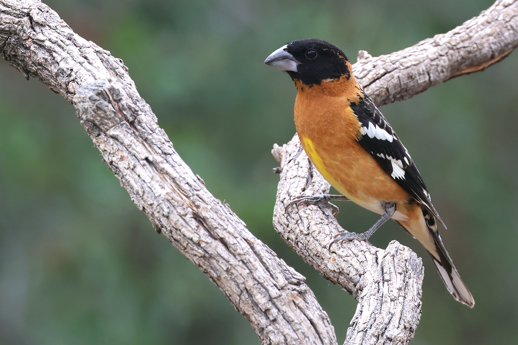 Black-headed Grosbeak (image by Sjoerd Radstaak)