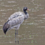 Black-necked Crane (image by Pete Morris)