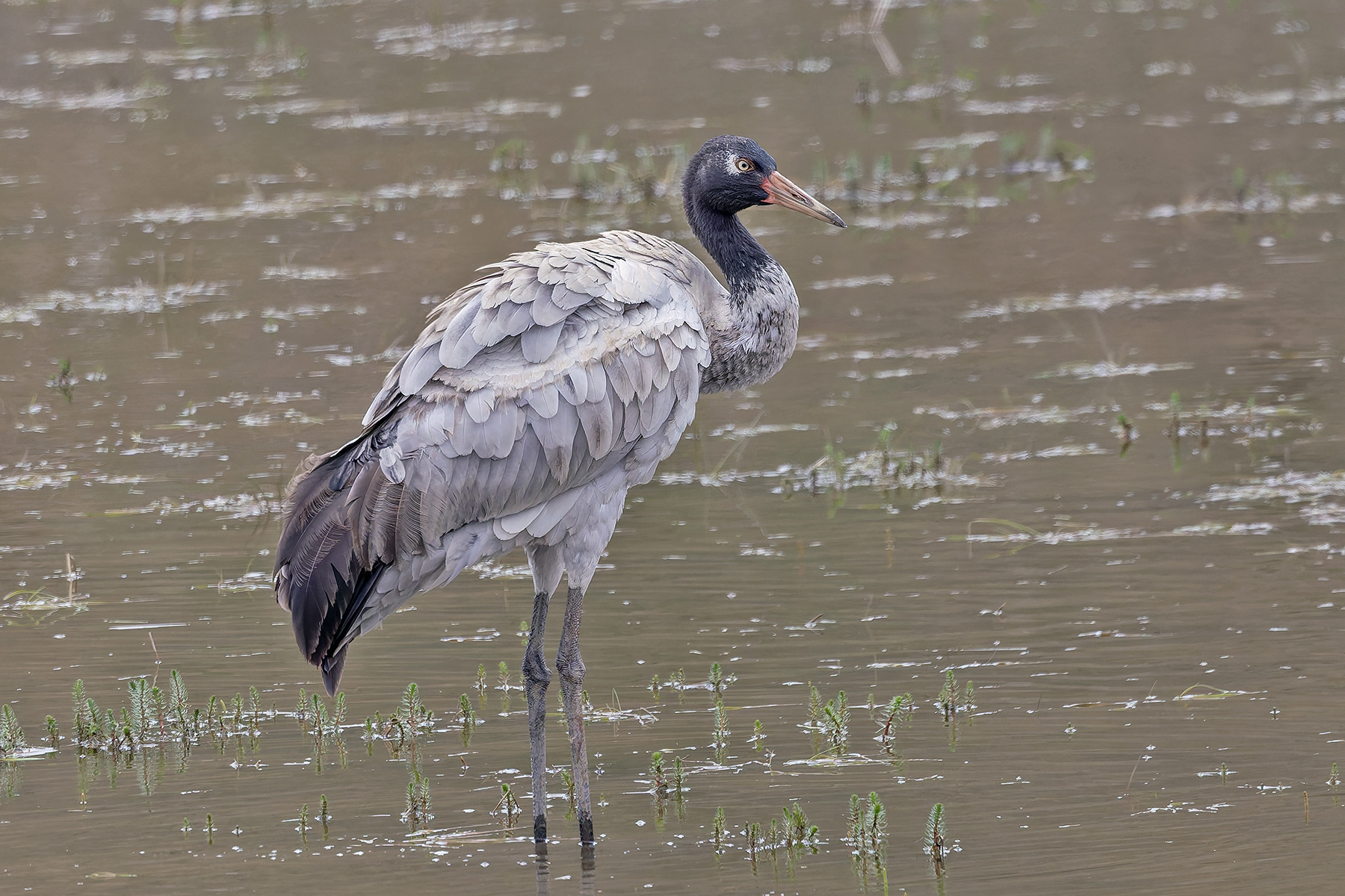 Black-necked Crane (image by Pete Morris)