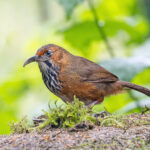 Black-streaked Scimitar Babbler (image by Pete Morris)