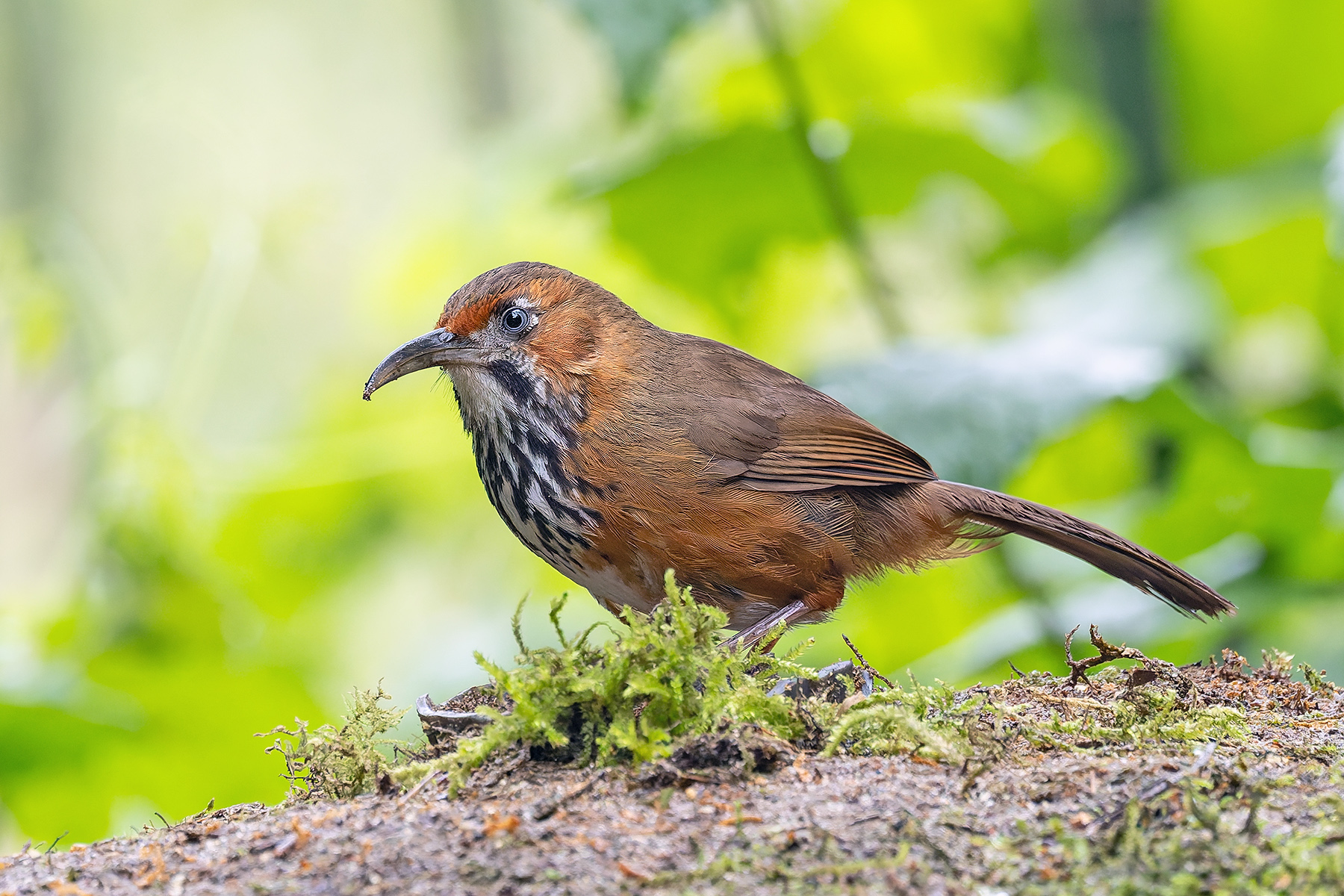 Black-streaked Scimitar Babbler (image by Pete Morris)