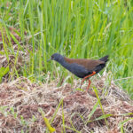 Black-tailed Crake (image by Pete Morris)