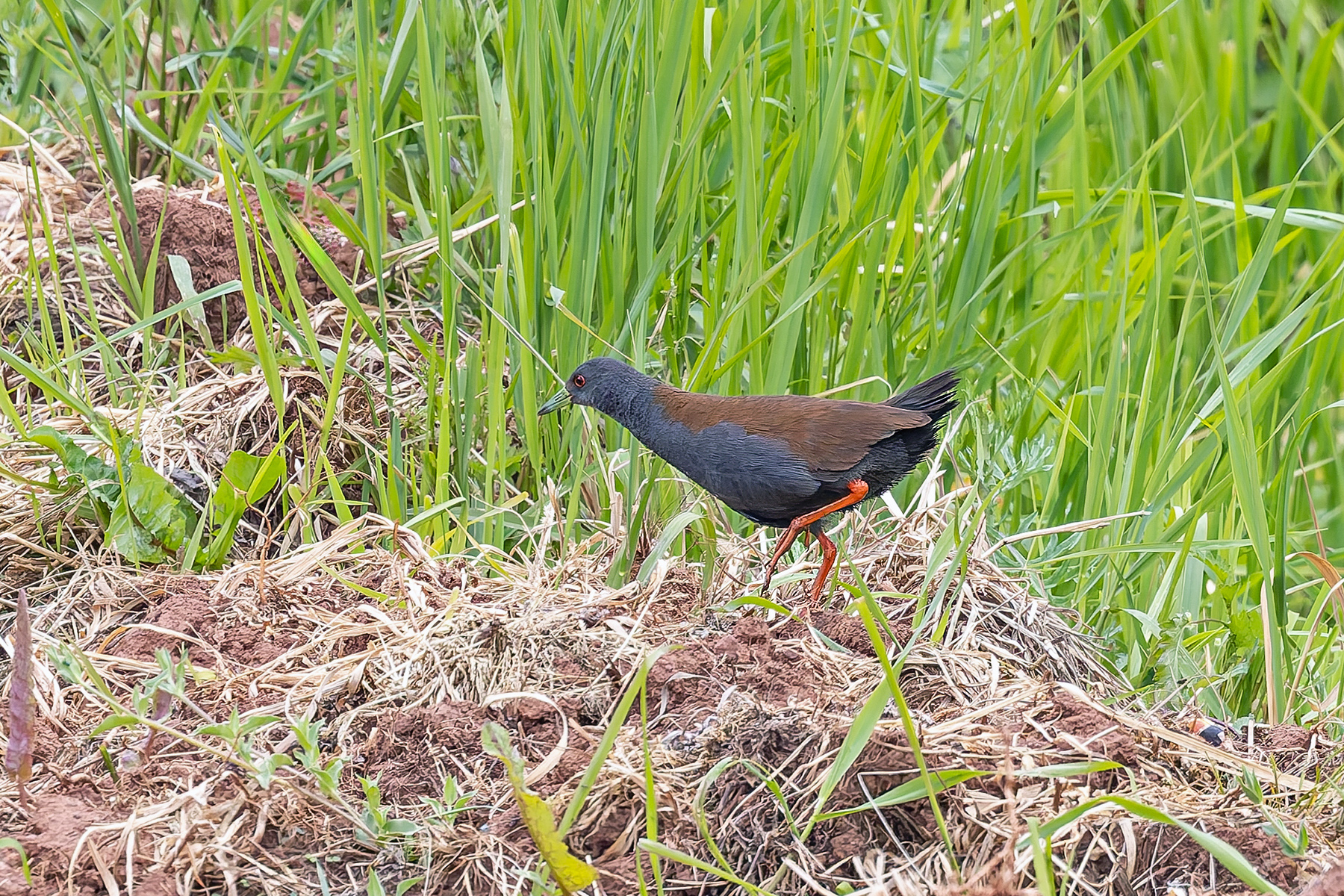 Black-tailed Crake (image by Pete Morris)