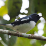 Black-throated Blue Warbler (image by Leo Garrigues)