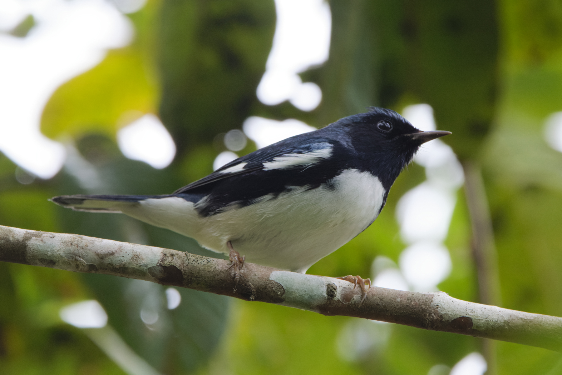Black-throated Blue Warbler (image by Leo Garrigues)