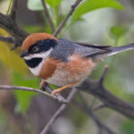 Black-throated Bushtit (image by Pete Morris)