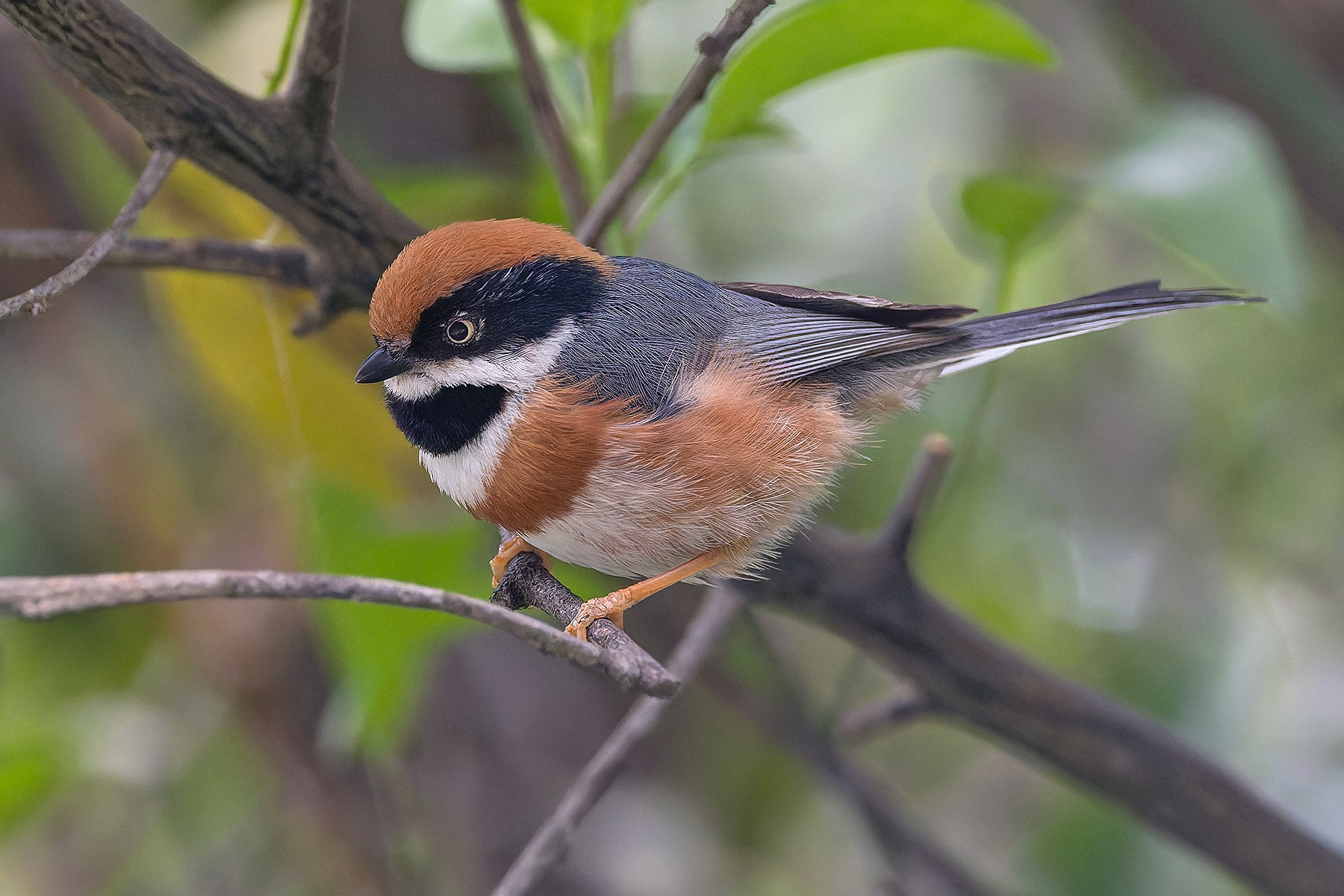 Black-throated Bushtit (image by Pete Morris)
