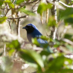 Black-throated Jay (image by Leo Garrigues)