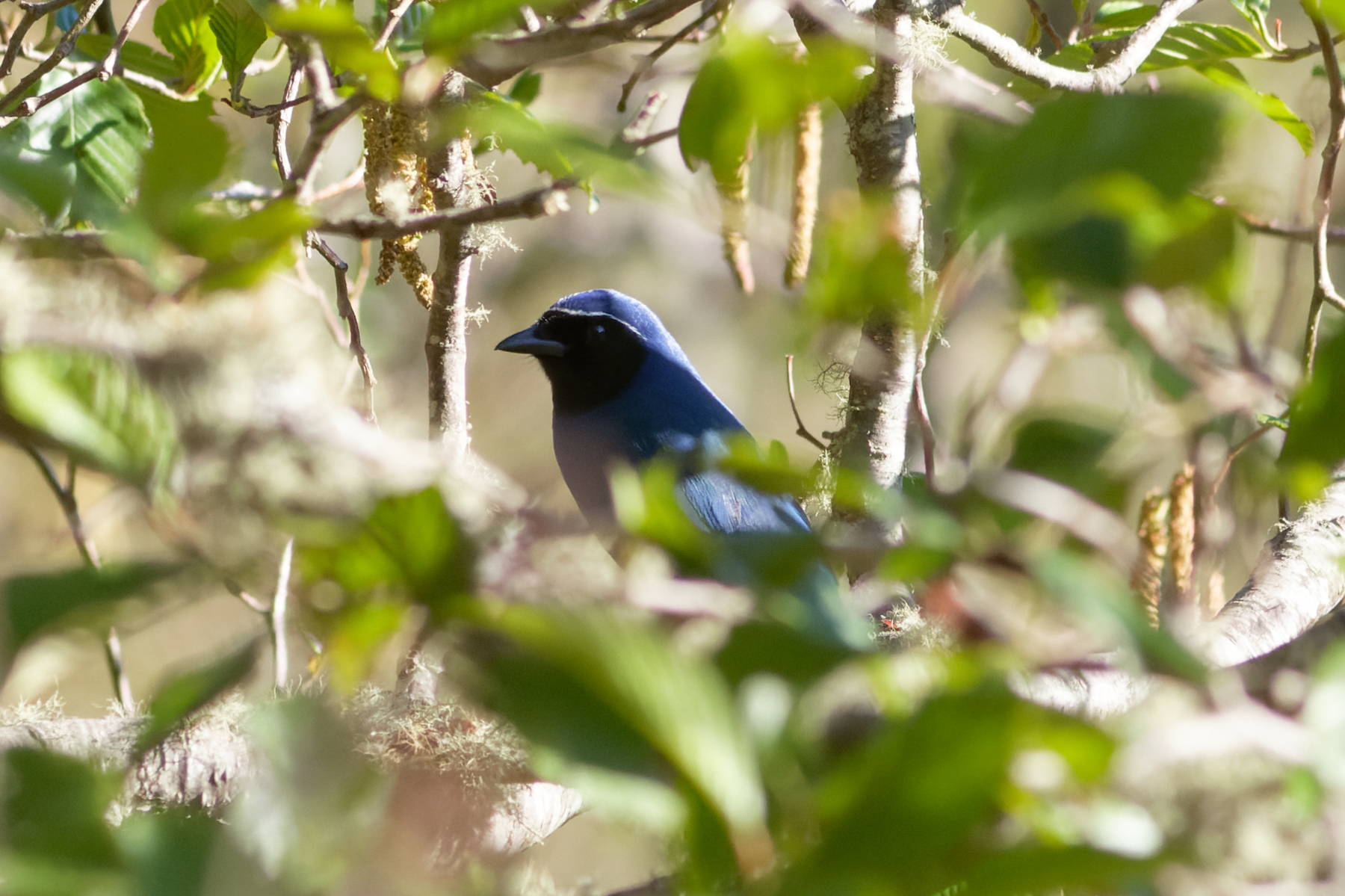 Black-throated Jay (image by Leo Garrigues)
