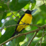 Black-throated Shrike-Tanager (image by Leo Garrigues)