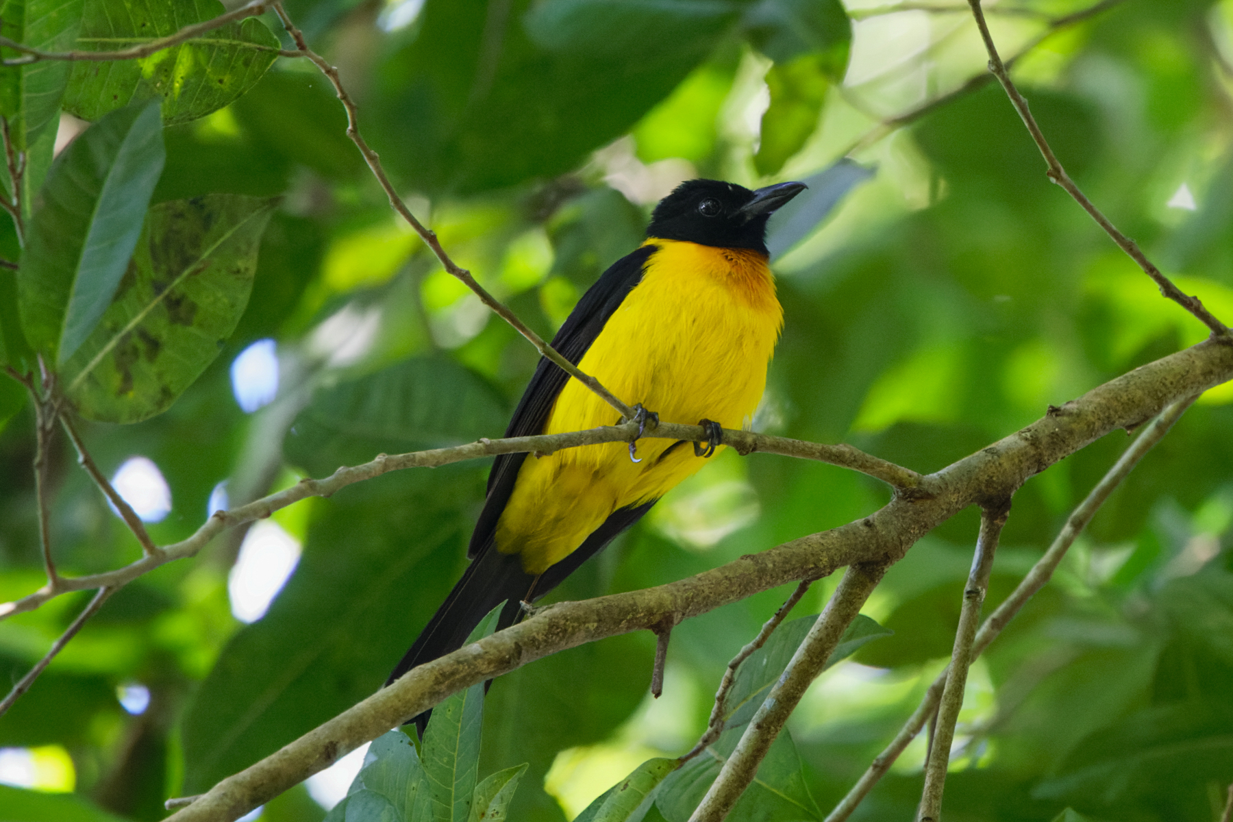 Black-throated Shrike-Tanager (image by Leo Garrigues)