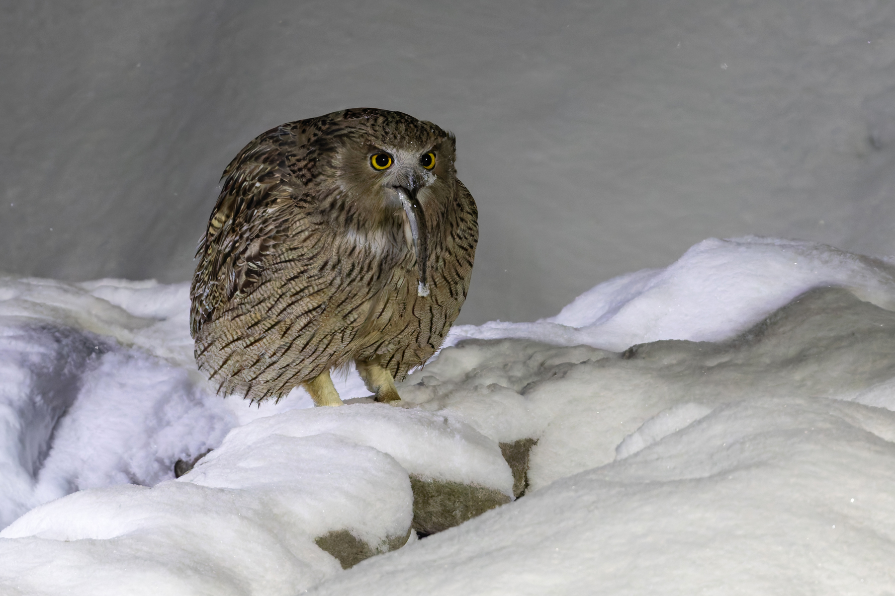 Blakiston's Fish Owl (image by Mike Watson)