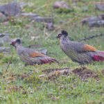 Blood Pheasants (image by Pete Morris)