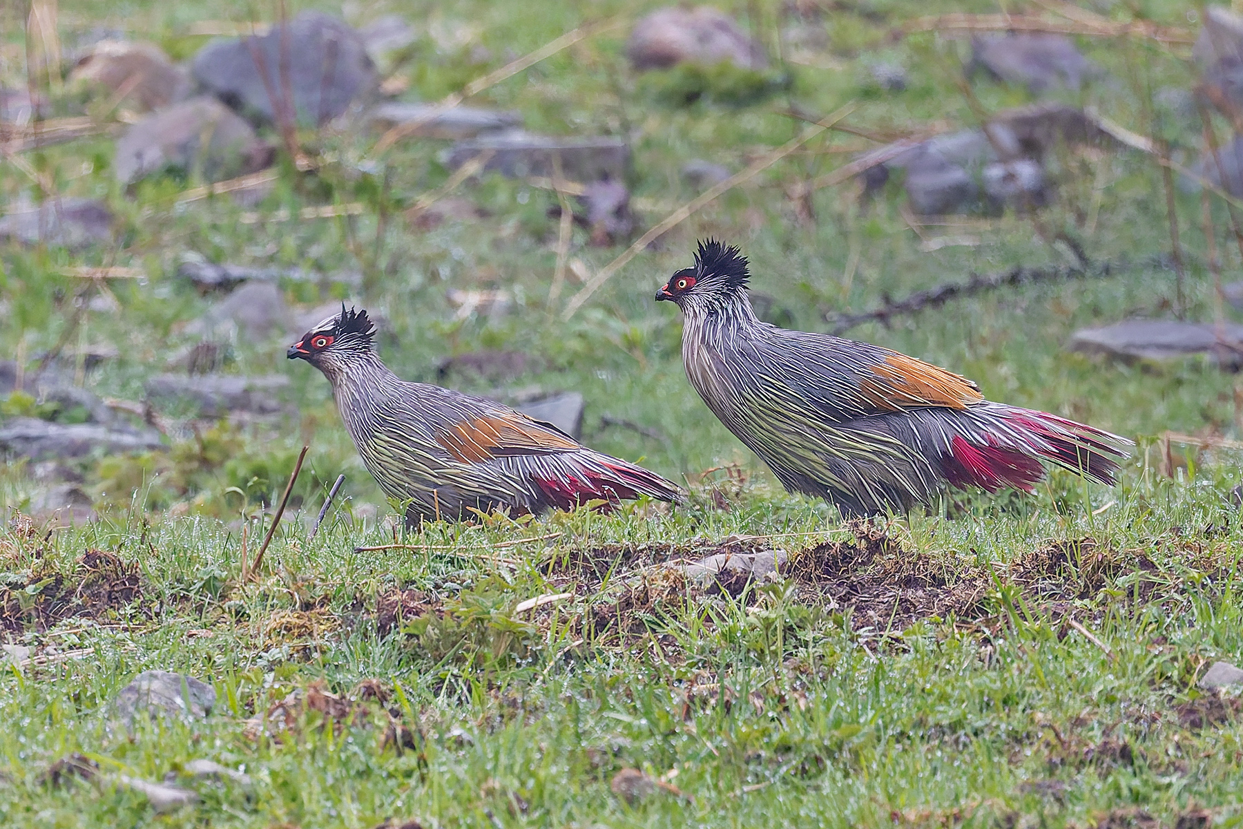 Blood Pheasants (image by Pete Morris)