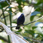 Blue Bunting (image by Leo Garrigues)