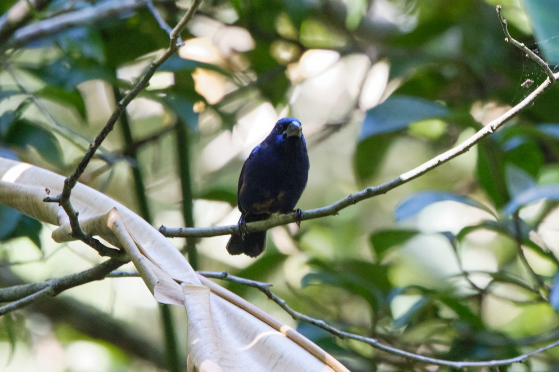 Blue Bunting (image by Leo Garrigues)