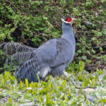 Blue Eared Pheasant (image by Pete Morris)