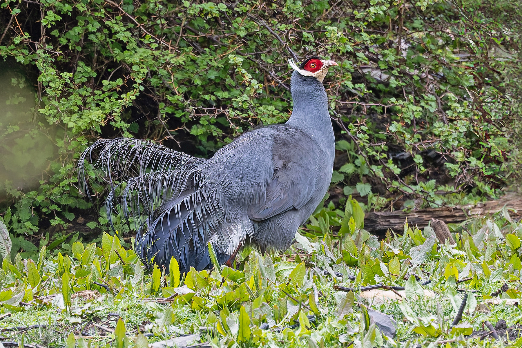Blue Eared Pheasant (image by Pete Morris)