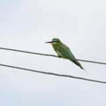 Blue-cheeked Bee-eater (image by Diedert Koppenol)