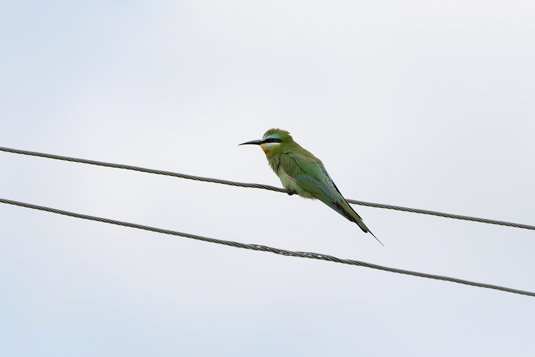 Blue-cheeked Bee-eater (image by Diedert Koppenol)