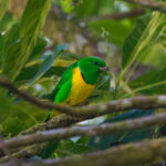 Blue-crowned Chlorophonia (image by Leo Garrigues)