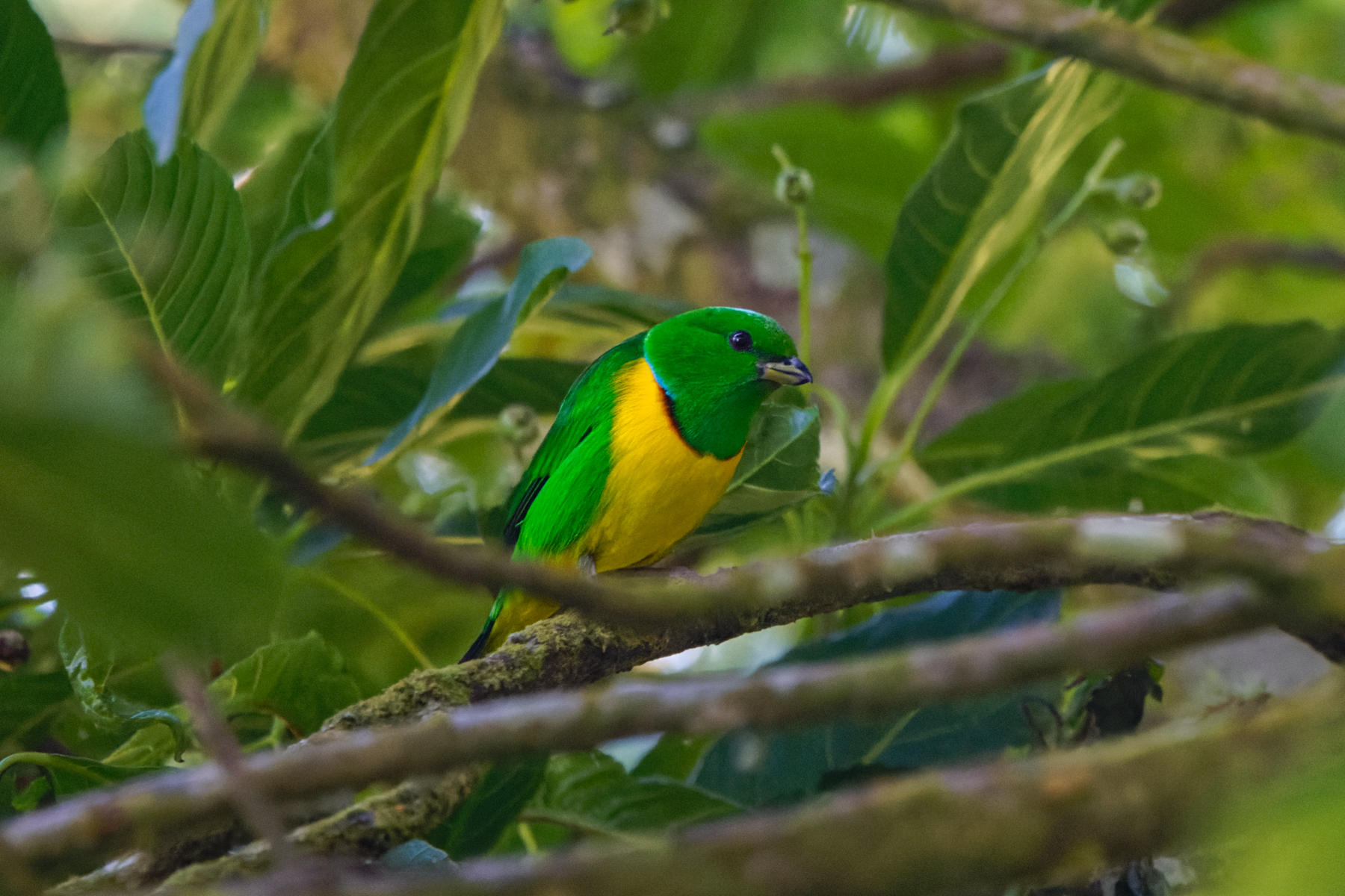 Blue-crowned Chlorophonia (image by Leo Garrigues)