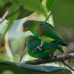 Blue-fronted Parrotlets (image by Antonio Cortizo)