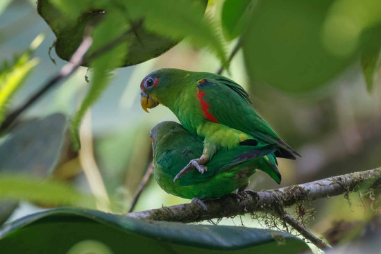 Blue-fronted Parrotlets (image by Antonio Cortizo)