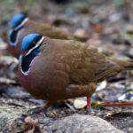 Blue-headed Quail Doves (image by Leo Garrigues)