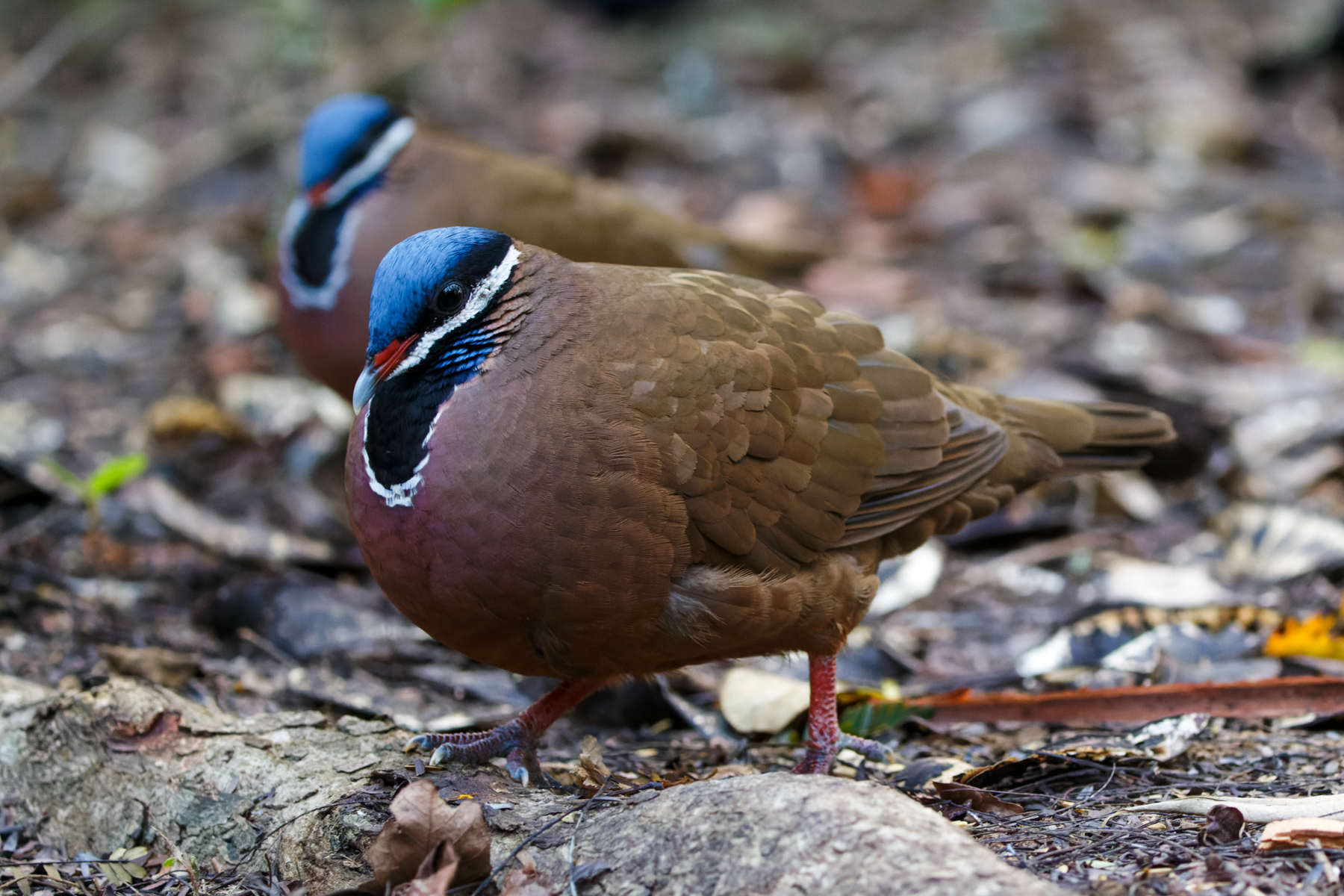 Blue-headed Quail Doves (image by Leo Garrigues)
