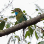 Blue-throated Motmot (image by Leo Garrigues)