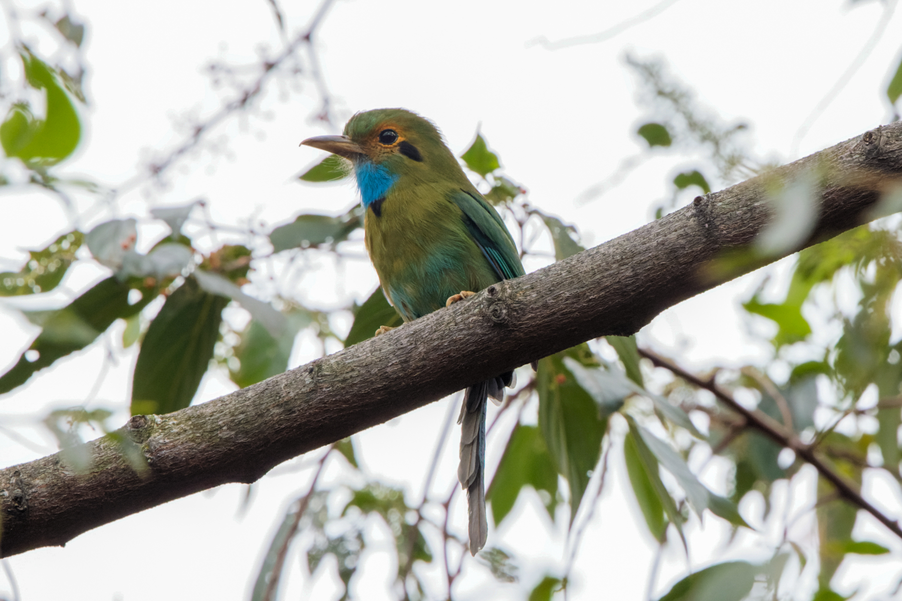 Blue-throated Motmot (image by Leo Garrigues)